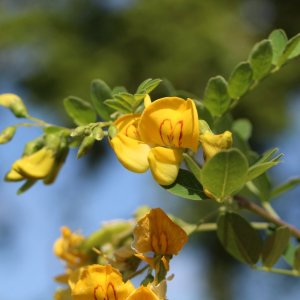 Baguenaudier (Colutea arborescens)
