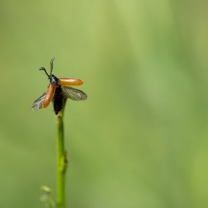 Coleoptera indéterminé