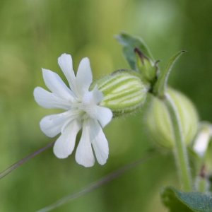 Compagnon blanc (Silene latifolia)