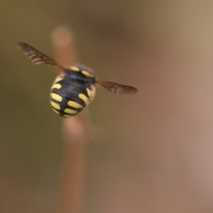 Hymenoptera indéterminé