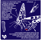 LeMachaon2_papilio-mach.png
