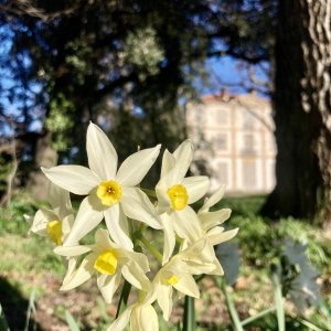 Narcisse à bouquet (Narcissus tazetta)