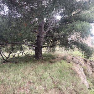Pelouse à Brachypode sous les pins