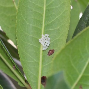 Punaise verte (Palomena prasina) - oeufs