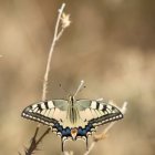 PapilioMachaon3_papiliomachaon_cropped_300_300.jpg