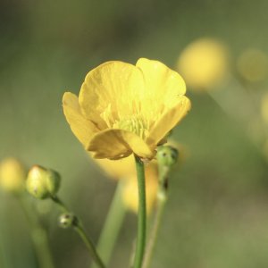 Renoncule (Ranunculus sp.)