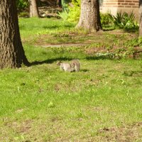 Colloque interdisciplinaire "(Re)Penser la coexistence entre humains et faune sauvage en ville"