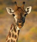 Girafe.PNG