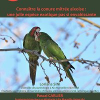 Connaître la conure mitrée aixoise: une jolie espèce pas si envahissante (22 mai 2025, 18h25, Salle Gassendi, Aix-en-Provence)