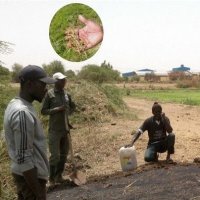 Enhancing rice field resilience: Pioneering Ecologically-Based Rodent Management in the Senegal River delta