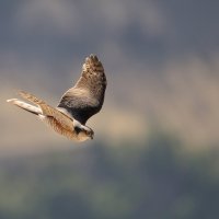 Exposition de photos d'oiseaux en milieu naturel Pascal Carlier (du 10/02/25 au 09/03/25) 