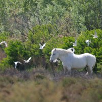 Journée axe Interaction Nature et Société - Interaction Humain/Animal 2 juin 2026 salle Agora