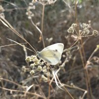 Lancement guide "Papillons de Marseille" avec les Editions Le Naturographe