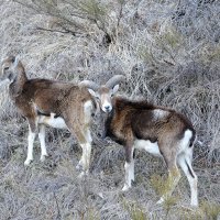 Les émotions des animaux 17/02/26