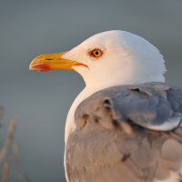 Les oiseaux face aux changements environnementaux et climatiques: une approche perspectiviste 3 avril 2024