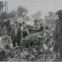 Les traditions maraîchères du Val-de-Saône auxonnais entre mémoire et oubli - 12 Mai - 11H00-13H00