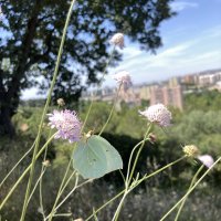 Midi-sciences de l'IRD "Quand les villes papillonnent"