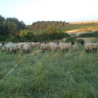 Séminaire Ruralités Contemporaines en Question(s) -Léo Magnin- "L'écologisation des moeurs dans les haies"