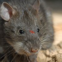 Session RAEE lors de la conférence internationale sur la fièvre de Lassa  le 9 sep. 2025