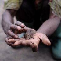 Webinaire RAEE : Mpox en République du Congo : contacts humains-rongeurs, systèmes alimentaires et risque d’émergence, Romain Duda,  30 juin 2025