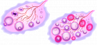 ContracepioN_ovary-5294609_640.png